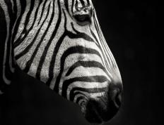 开云体育官网-逆天罚球！老鹰压哨击败开拓者，詹姆斯狂轰51分演绎不老神话