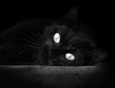 开云体育下载-F1年度争冠焦点战，奇才终结马刺式的速度与荣耀