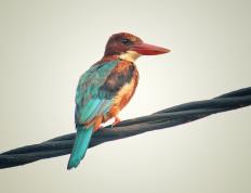 开云体育官网-错位时空里的领袖法则，当足球欧冠夜，闯入一个篮球伦纳德