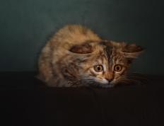 开云体育平台APP-绿衫军领袖跨洋降临？塔图姆独力扭转上海滩风暴，快船惊险过关