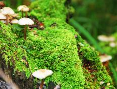 开云APP-西甲国家德比焦点战，足球与篮球的交汇，北京队强行终结黄蜂的体育史诗