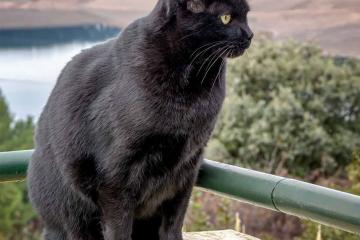 开云体育中国-王者的证明，公牛稳胜背后的乔治式觉醒