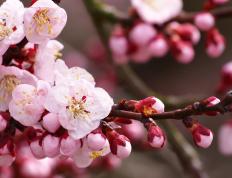 开云平台-卡瓦哈尔爆发，芬兰轻取马德里竞技，一场颠覆战术认知的冰与火对决