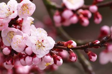 开云平台-卡瓦哈尔爆发，芬兰轻取马德里竞技，一场颠覆战术认知的冰与火对决