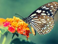 开云平台-美加墨世界杯热潮下的篮球焦点，鹈鹕生死战取胜尼克斯的激情之夜