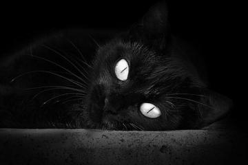 开云体育入口-凯尔特人对阵魔术，班凯罗擎天一柱，新生代改朝换代之夜