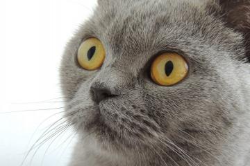 开云体育下载-撕裂防守，决胜时刻！米切尔单场52分绝境救主，太阳队史诗级逆转掀翻上海