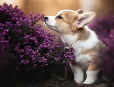 开云官网-绝杀之夜！广厦队险胜北京队，杰伦格林关键先生显神威