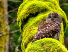 开云体育在线-米切尔关键球定乾坤，凯尔特人险胜步行者！