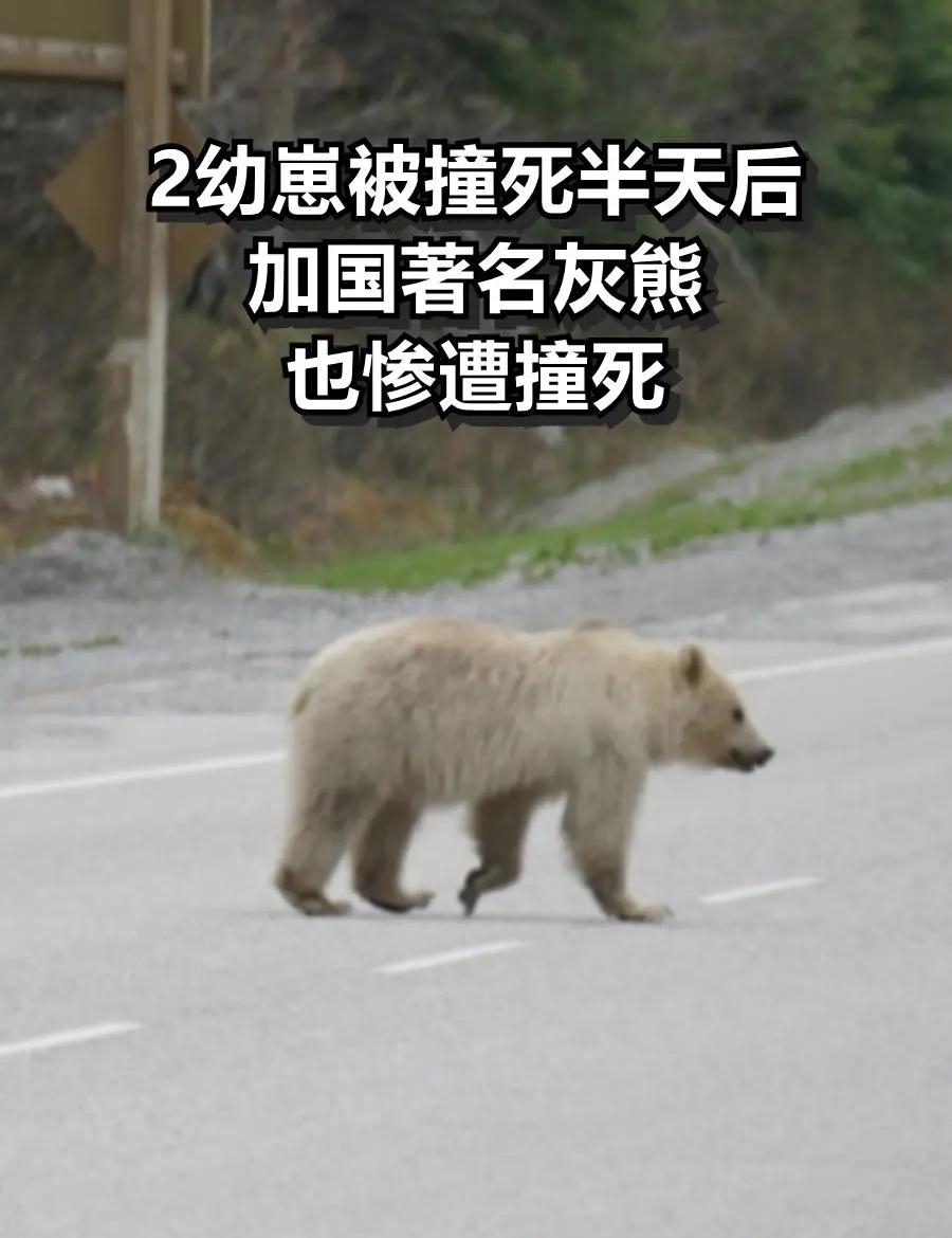 开云体育入口-雄鹿不敌灰熊，遭遇两连败