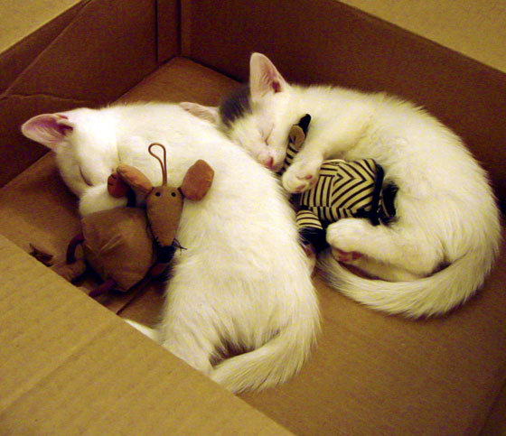 开云平台-绿色穹顶之下,奇才队如何完成精神突围?