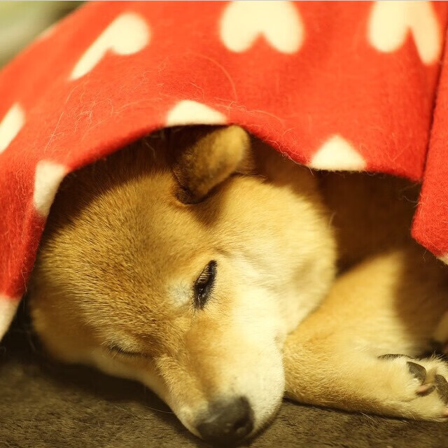 开云官网-加时鏖战！贝林厄姆一箭定江山，厄瓜多尔逆转土耳其