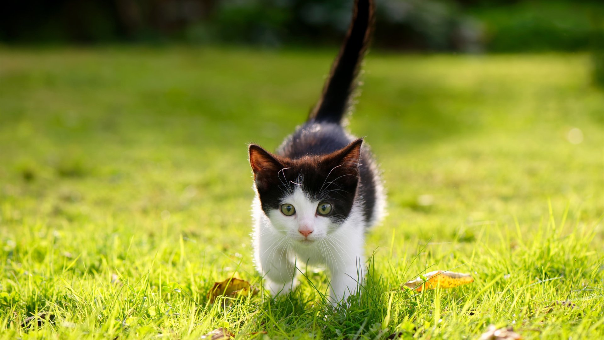 开云下载-引擎声与篮球的碰撞，街道的死斗与湖人的一波流