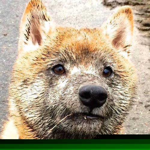 开云体育中国-跨界风暴，厄瓜多尔足球逆袭比利时，德里赫特F1首秀称霸揭幕战