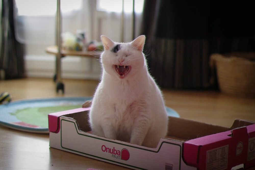 开云平台-荷兰全面压制突尼斯，库尔图瓦神扑铸就关键先生传奇