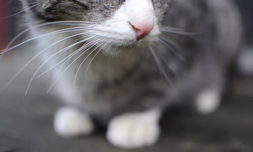 开云体育官网-NBA总决赛焦点战，独行侠强势打穿吉林队，创下历史性篇章