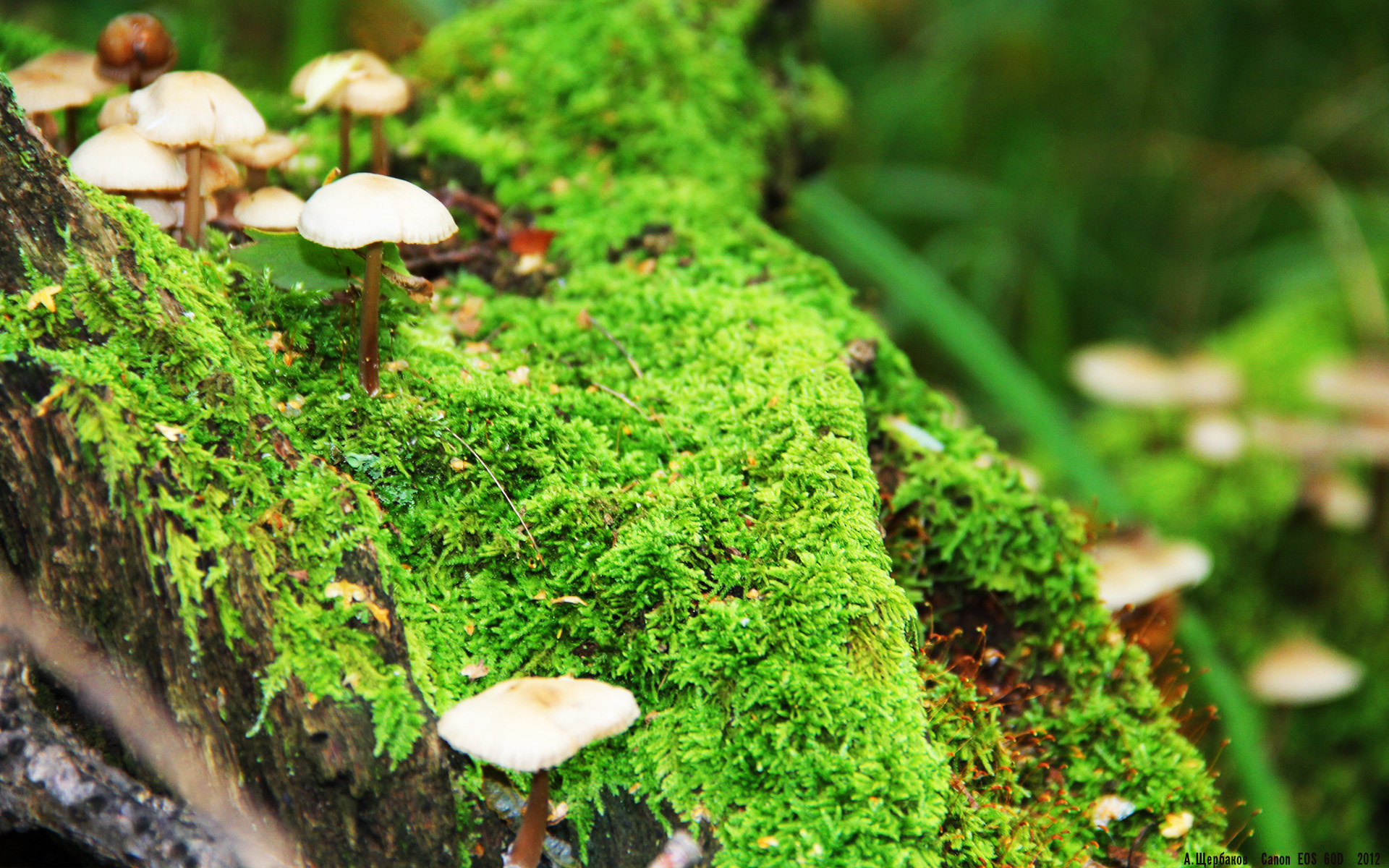 开云APP-西甲国家德比焦点战,足球与篮球的交汇,北京队强行终结黄蜂的体育史诗