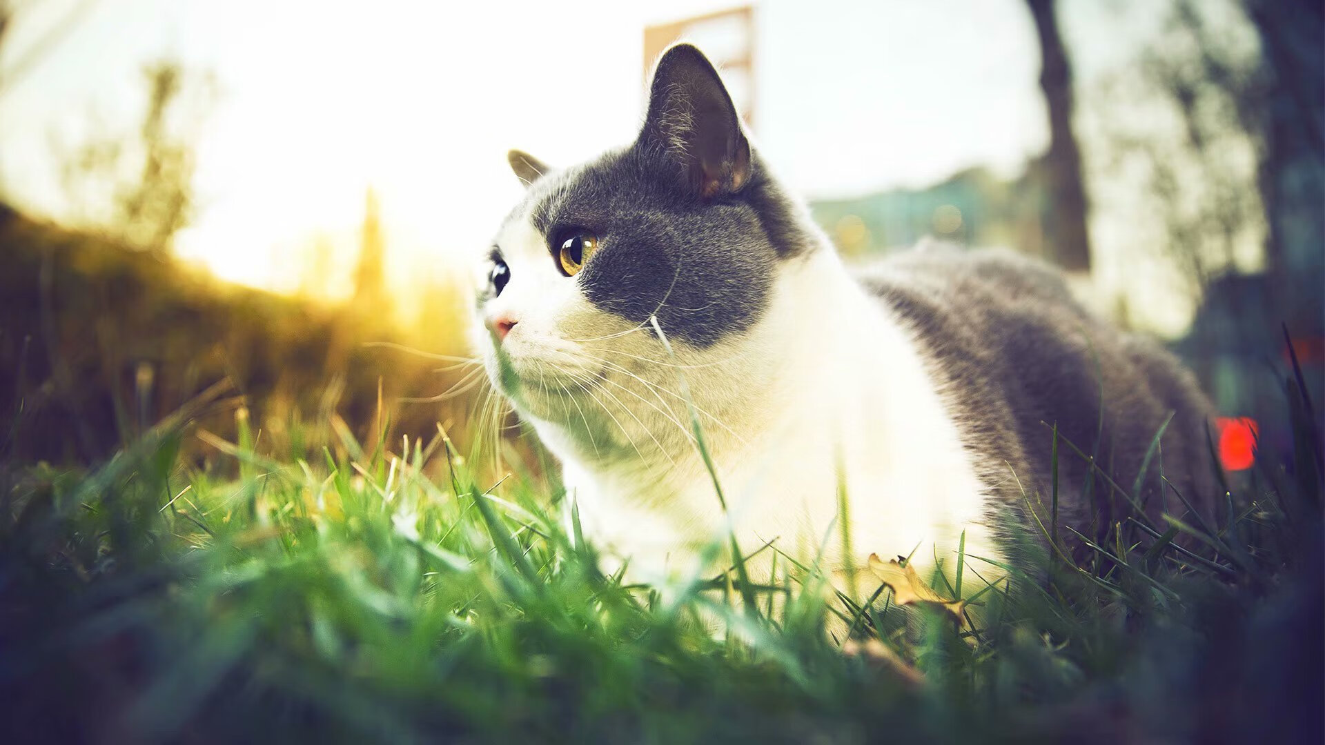 开云APP-冷风与秩序，牙买加的逆袭暗流与罗德里的时代接管