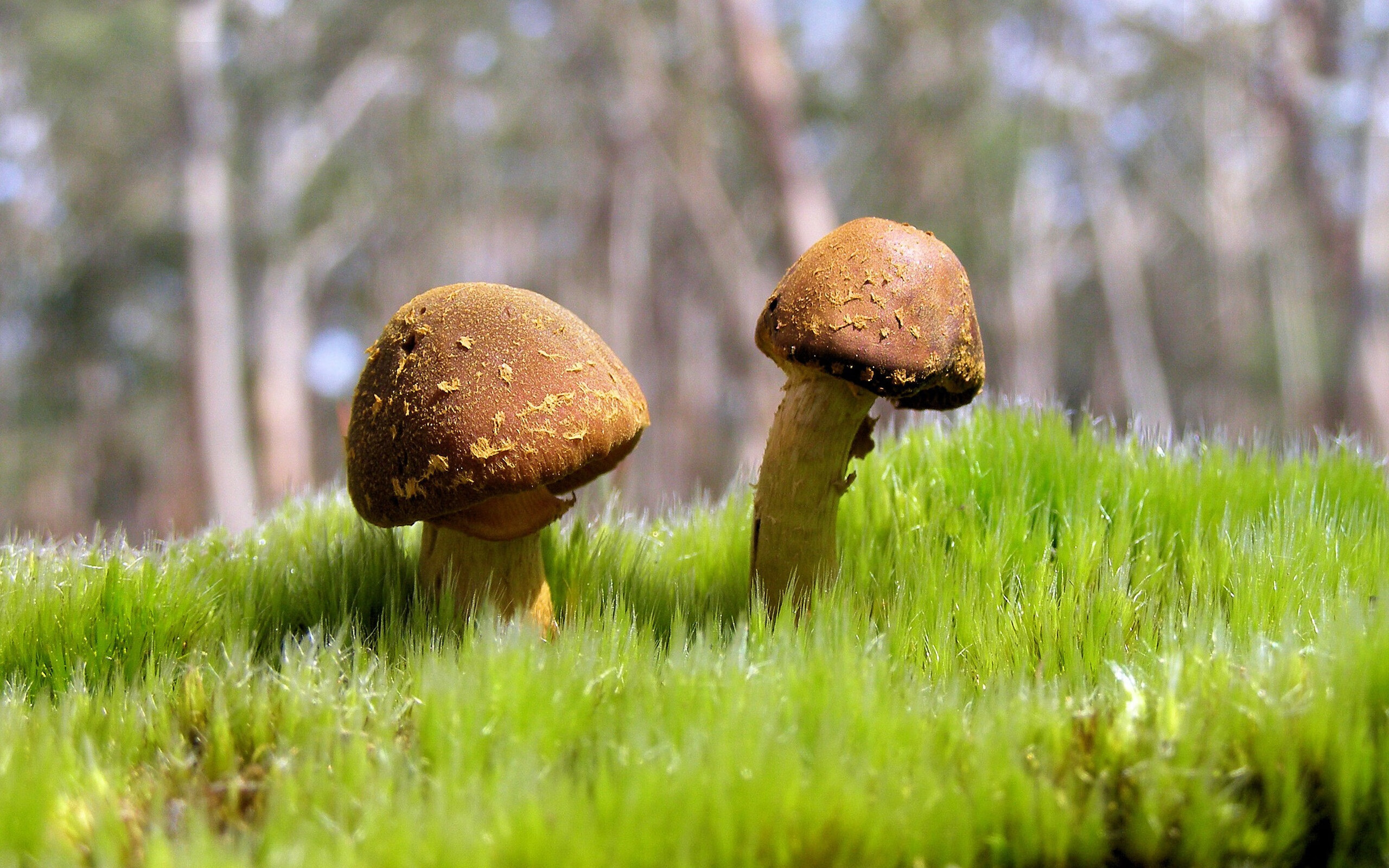 开云体育-2026世界杯焦点战，巴萨众星闪耀，硬仗险胜智利书写传奇