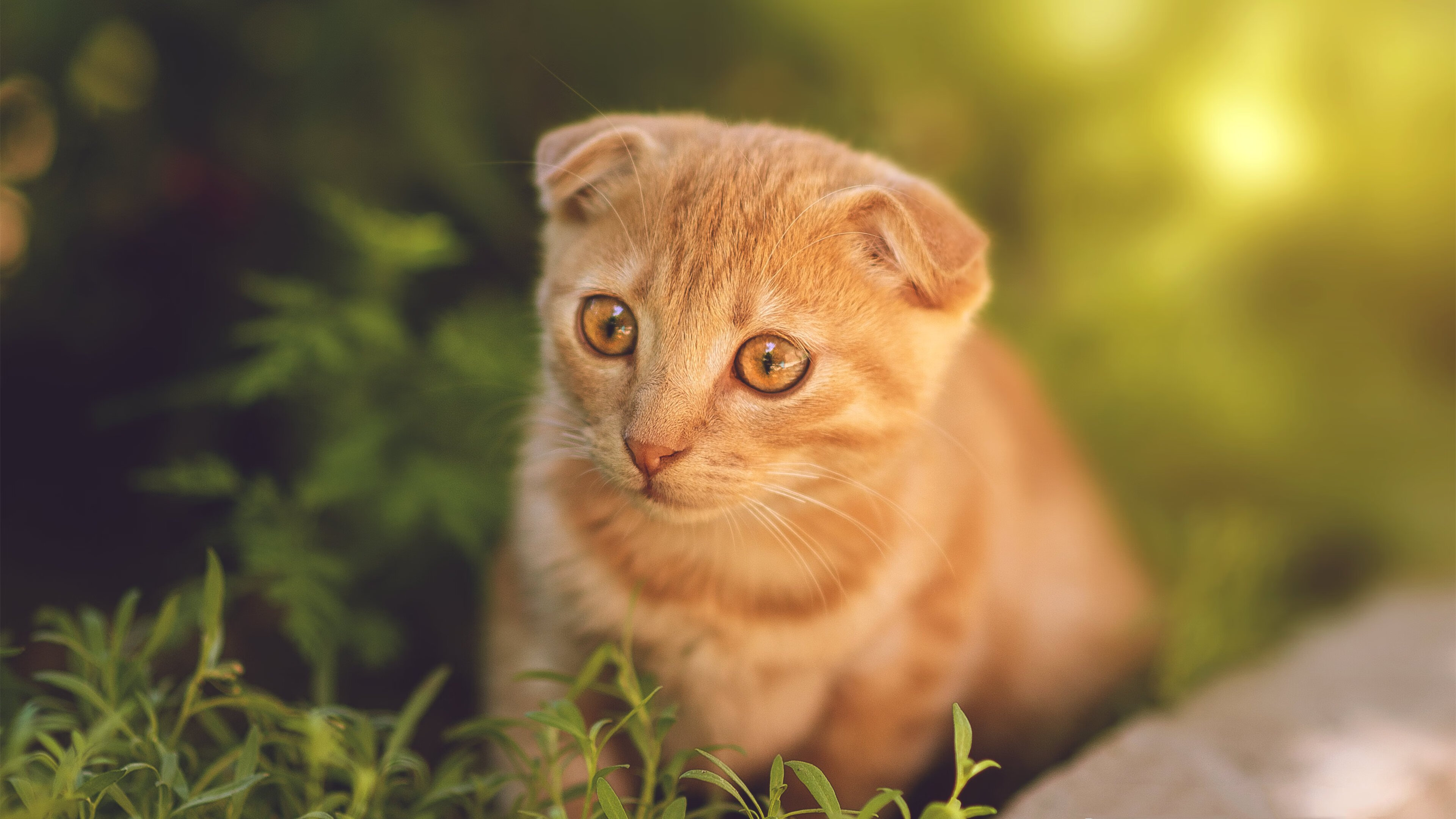 开云官网-绞杀巨人！巴拉圭防线冻结拜仁，黄喜灿天降神兵定乾坤